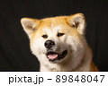 秋田犬のスタジオ撮影　 89848047