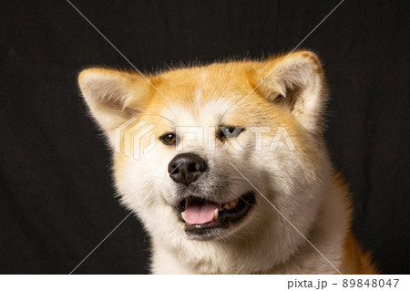 秋田犬のスタジオ撮影　 89848047