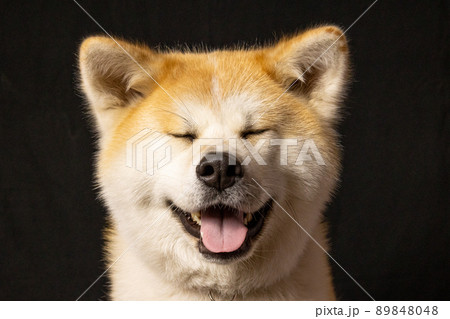 秋田犬のスタジオ撮影　 89848048