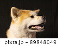 秋田犬のスタジオ撮影　 89848049