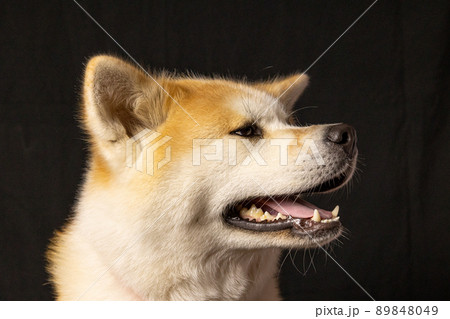 秋田犬のスタジオ撮影　 89848049