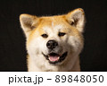 秋田犬のスタジオ撮影　 89848050