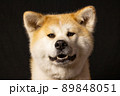 秋田犬のスタジオ撮影　 89848051