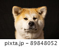 秋田犬のスタジオ撮影　 89848052