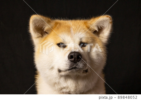 秋田犬のスタジオ撮影 秋田犬のスタジオ撮影 89848052