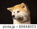 秋田犬のスタジオ撮影　 89848053