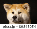 秋田犬のスタジオ撮影　 89848054