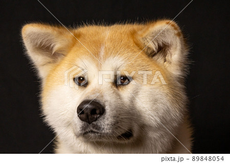 秋田犬のスタジオ撮影 秋田犬のスタジオ撮影 89848054
