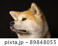 秋田犬のスタジオ撮影　 89848055