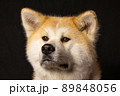 秋田犬のスタジオ撮影　 89848056