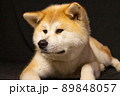 撮影に飽きた秋田犬 89848057