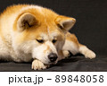撮影に飽きた秋田犬 89848058