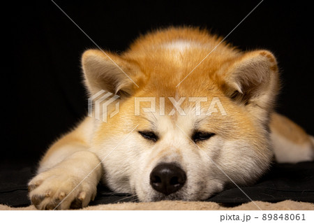 撮影に飽きた秋田犬 撮影に飽きた秋田犬 89848061