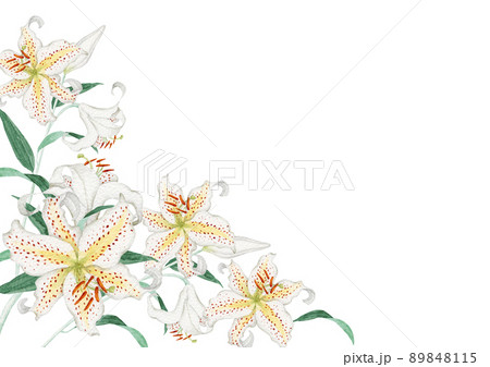 山百合 ヤマユリの水彩イラスト 夏の花の背景フレーム のイラスト素材