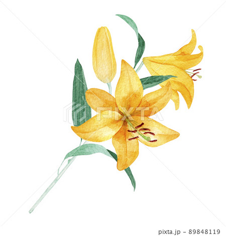 百合 ユリの水彩イラスト　夏の花の挿絵 89848119