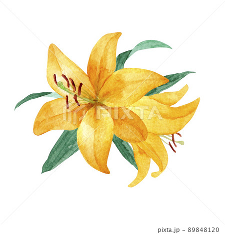 百合 ユリの水彩イラスト 夏の花の挿絵のイラスト素材 [89848120] - PIXTA