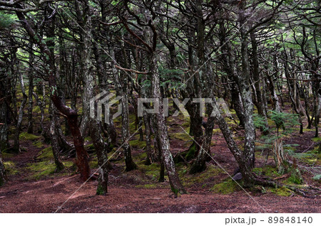 富士山 奥庭自然公園 富士山 奥庭自然公園 89848140