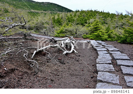 富士山 奥庭自然公園 富士山 奥庭自然公園 89848141