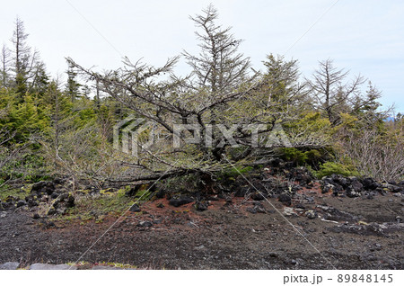 富士山 奥庭自然公園 富士山 奥庭自然公園 89848145