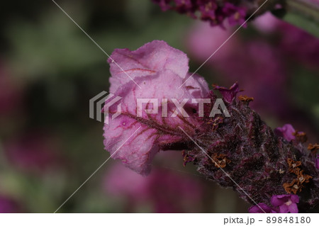 春の日本の公園に咲くピンク色のラベンダー(ピンクロリポップ)の花 春の日本の公園に咲くピンク色のラベンダー(ピンクロリポップ)の花 89848180