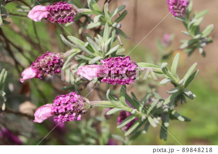 春の日本の公園に咲くピンク色のラベンダー(ピンクロリポップ) 春の日本の公園に咲くピンク色のラベンダー(ピンクロリポップ) 89848218