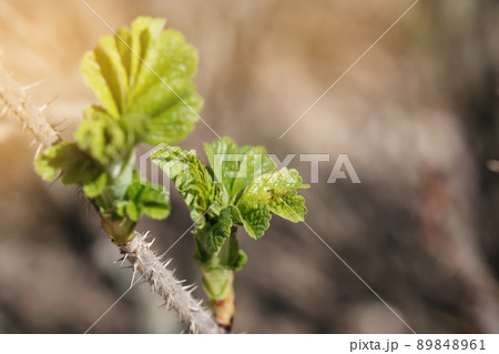 Part of the stem of a rose with many thorns or sharp outgrowths and young opening leaves against a blurred background Part of the stem of a rose with many thorns or sharp outgrowths and young opening leaves against a blurred background 89848961