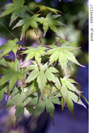 イロハモミジ。光、新緑イメージ素材。4月 イロハモミジ。光、新緑イメージ素材。4月 89849157