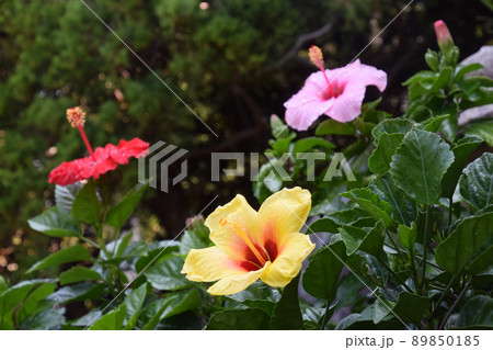 3 colors hibiscus / ハイビスカスの花,3色揃い咲き 3 colors hibiscus / ハイビスカスの花,3色揃い咲き 89850185