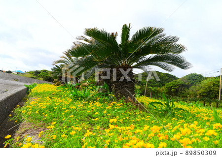 ヤシの木 ヤシの木 89850309