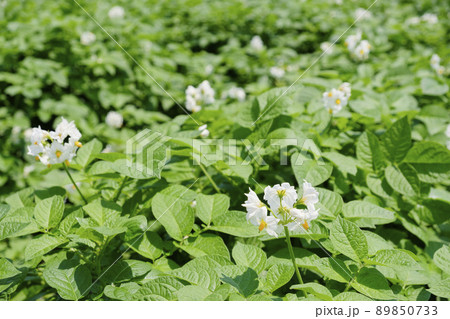 初夏の畑に咲いてきたジャガイモの花 89850733