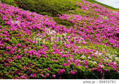 京都府木津川市の満開のつつじ 京都府木津川市の満開のつつじ 89850761