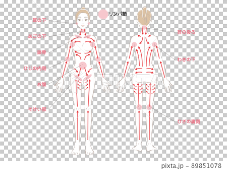 リンパマッサージの方向 89851078