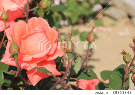 オレンジの薔薇 89851348