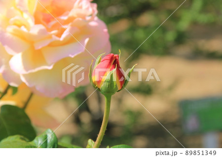 薔薇のつぼみ 89851349