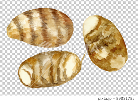 Hand-painted watercolor illustration of Akudo potato Hand-painted watercolor illustration of Akudo potato 89851783