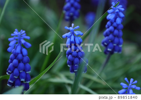 ムスカリの花 89851840