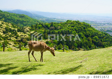 若草山山上の鹿・原始林背景 89851872