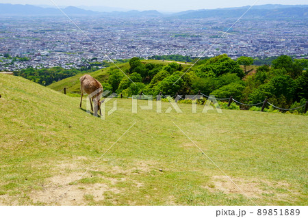 若草山山上の鹿・新芽をついばむ 若草山山上の鹿・新芽をついばむ 89851889