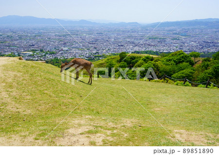 若草山山上の鹿・新芽をついばむ 89851890