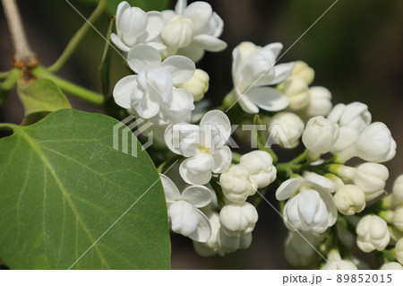 白いライラックの花とつぼみ 89852015