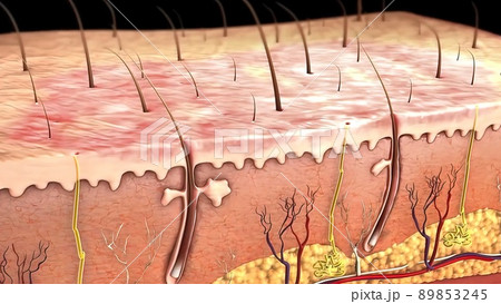 Skin anatomy diagram .Comparation good skin and skin with wrinkles. Illustration of skin cross section showing young skin and older skin 89853245
