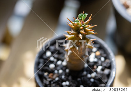 目覚めのバロニー 89853265