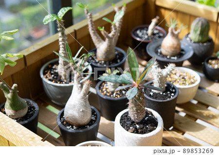 パキポディウム、ユーフォルビアなどの植物 パキポディウム、ユーフォルビアなどの植物 89853269