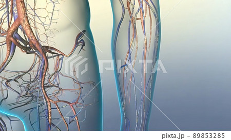 Cardiovascular pathways in the human body Cardiovascular pathways in the human body 89853285
