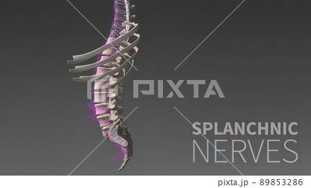 3D illustration Showing The Human Nervous System 3D illustration Showing The Human Nervous System 89853286
