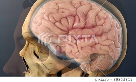 Cerebrospinal fluid inside the skull 89853315