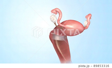 Female Reproductive System 3d Anatomy 89853316