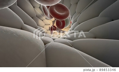Circulatory System Blood Artery Medical Graphic Human Body Circulatory System Blood Artery Medical Graphic Human Body 89853346