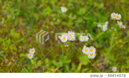 ハルジオンの花 ハルジオンの花 89854078