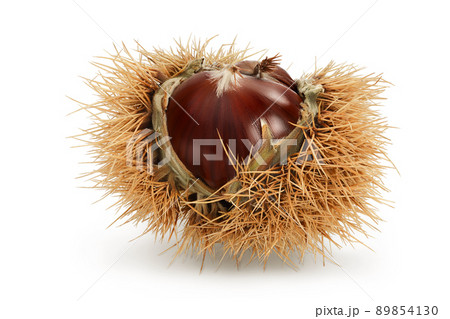 opened sweet chestnut in its spiky husk isolated on white 89854130